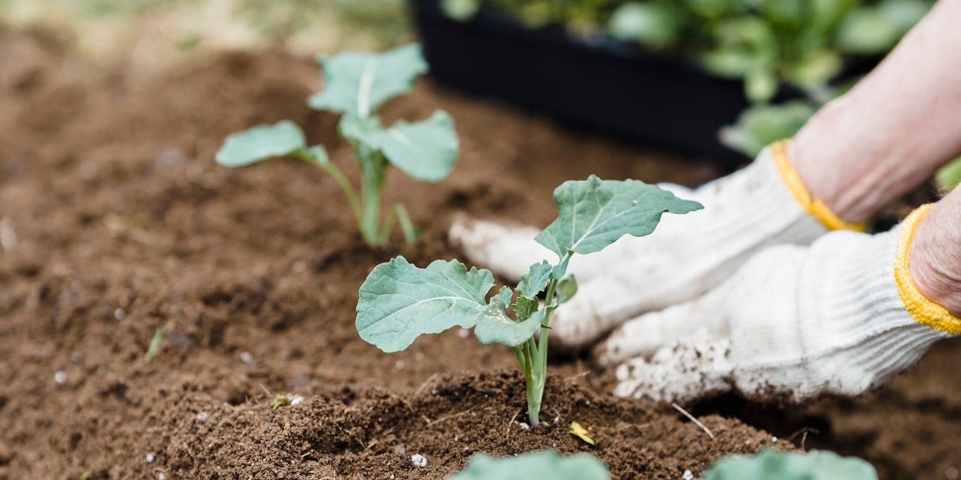 Kale plants