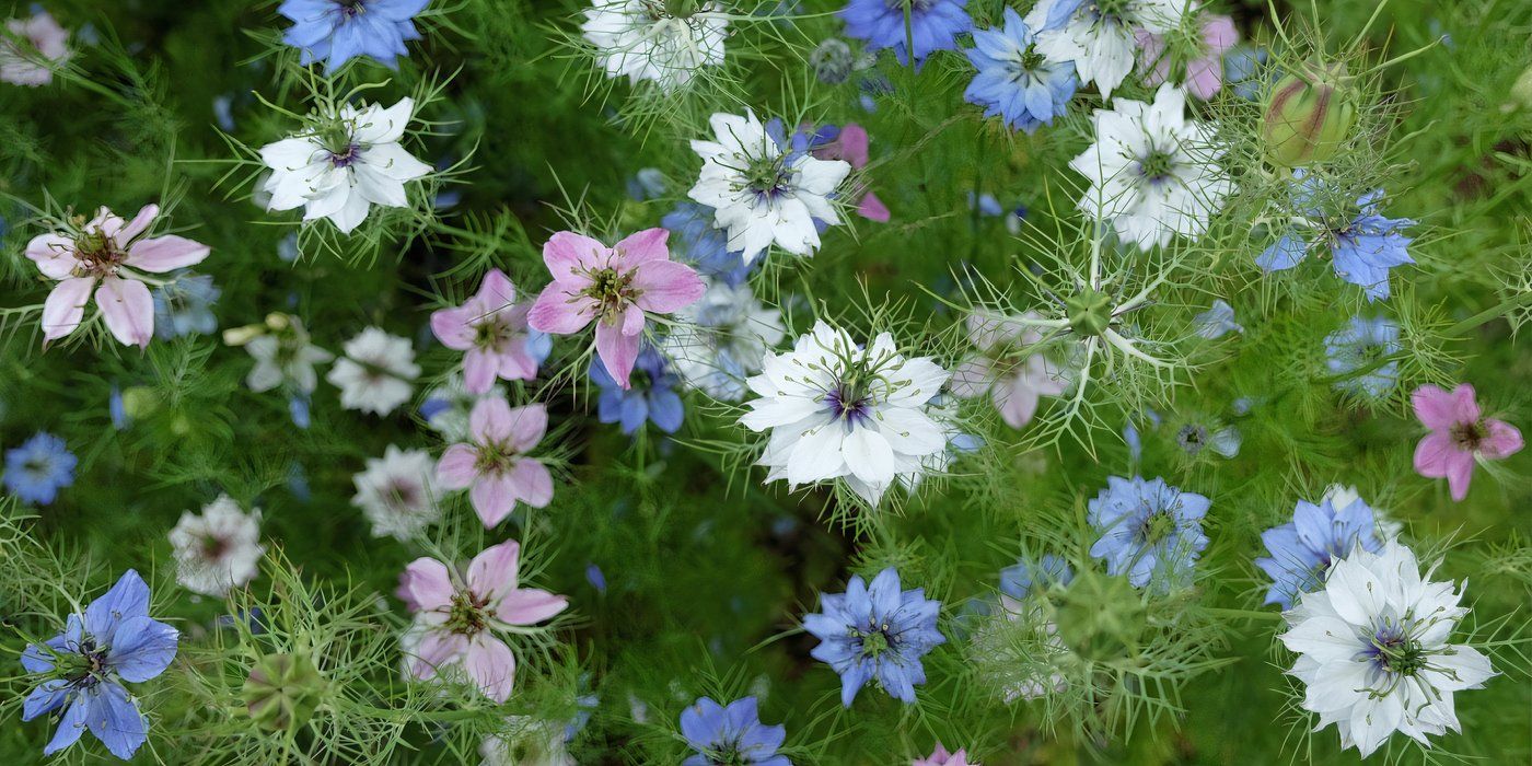 Blue, white and pink love in a mist flowers