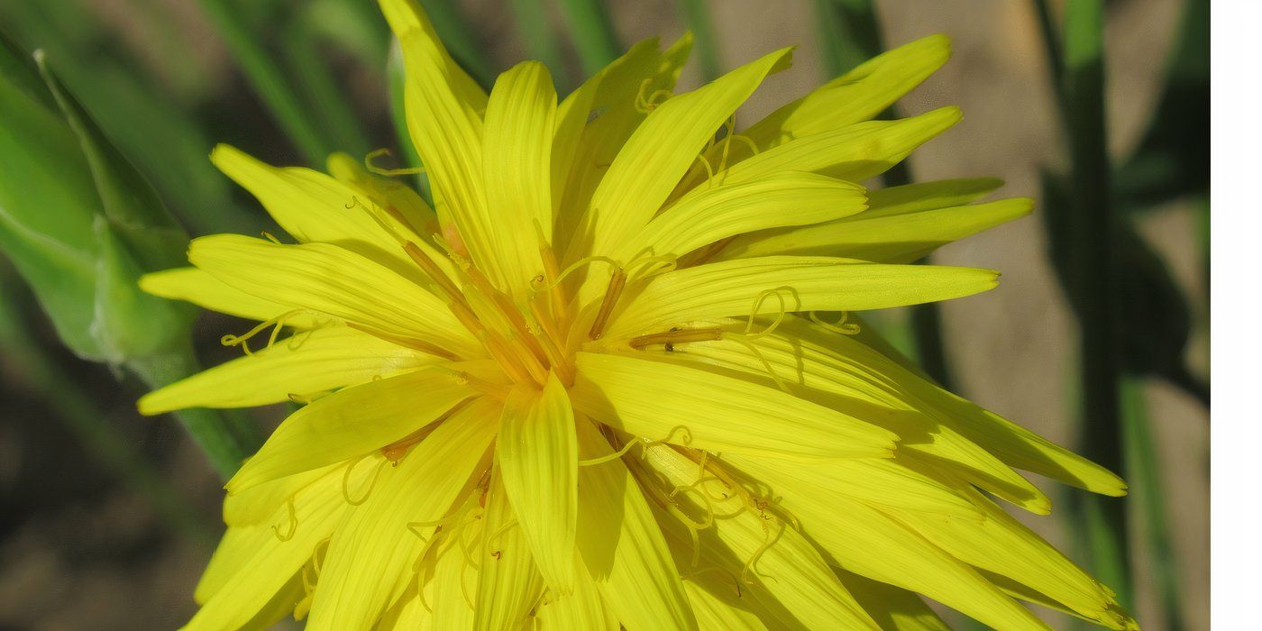 Black salsify in full bloom