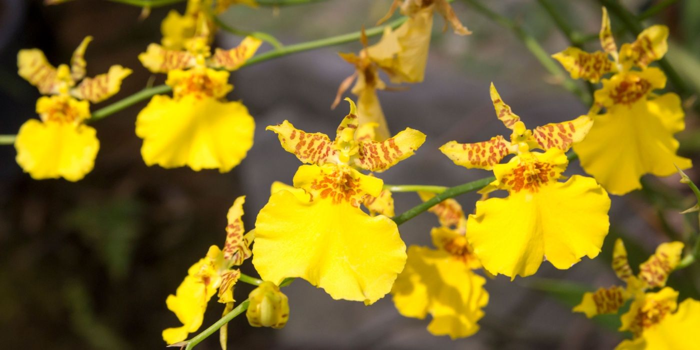 Dancing lady orchids in bright yellow 