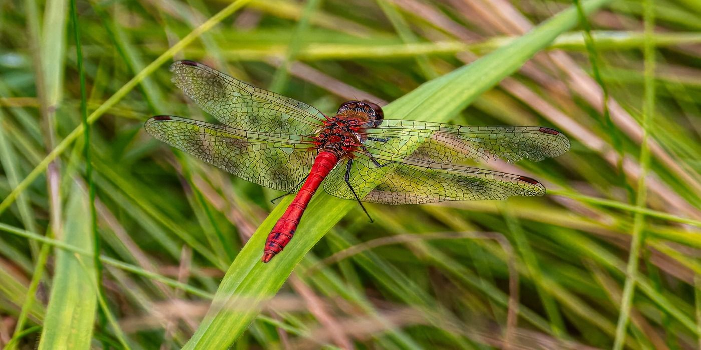 An image of a dragonfly