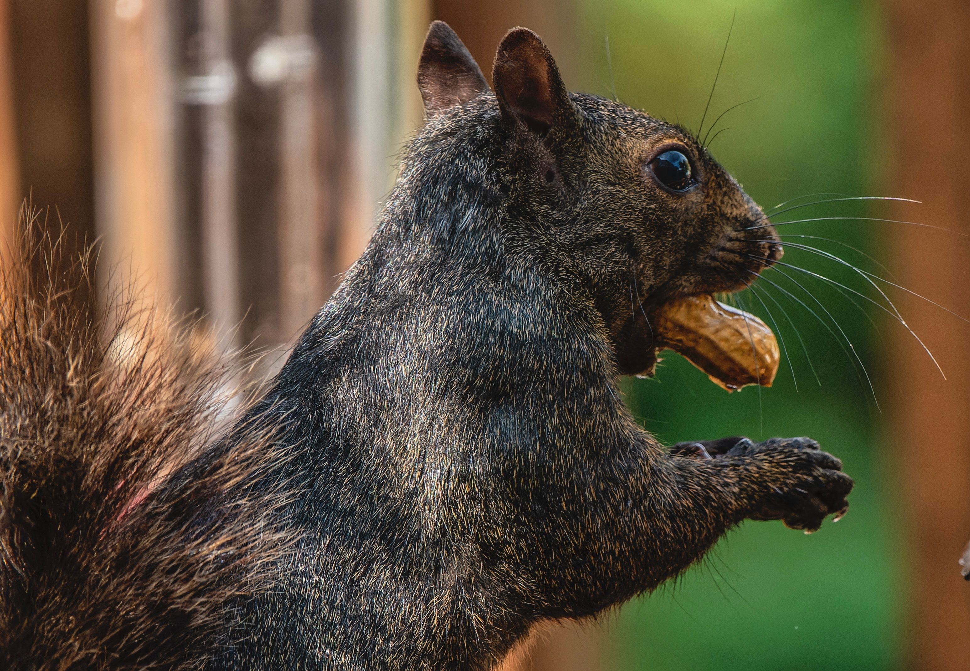 Black squirrel eating a peanut