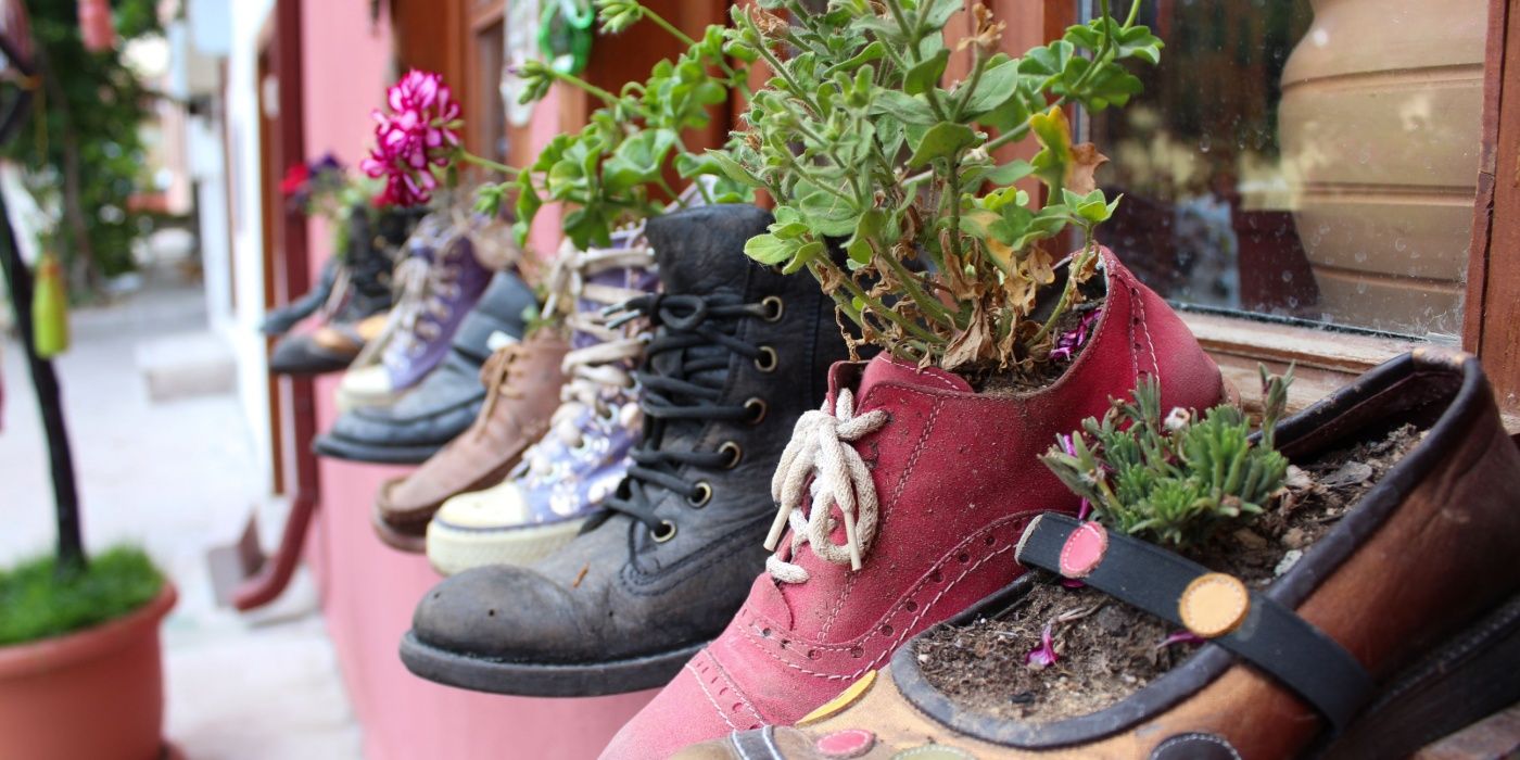 Plants growing in reused shoes 