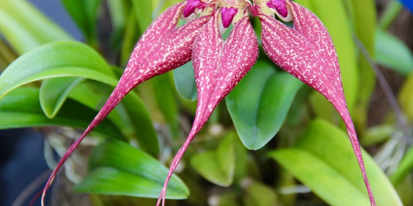 Bulbophyllum orchid