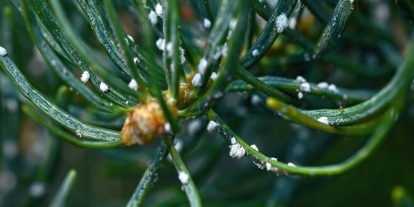 woolly hemlock pests 