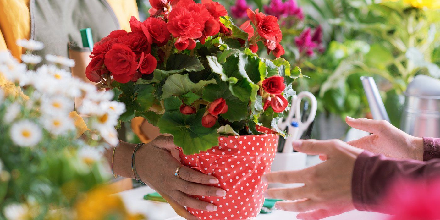 A wrapped flowering plant 