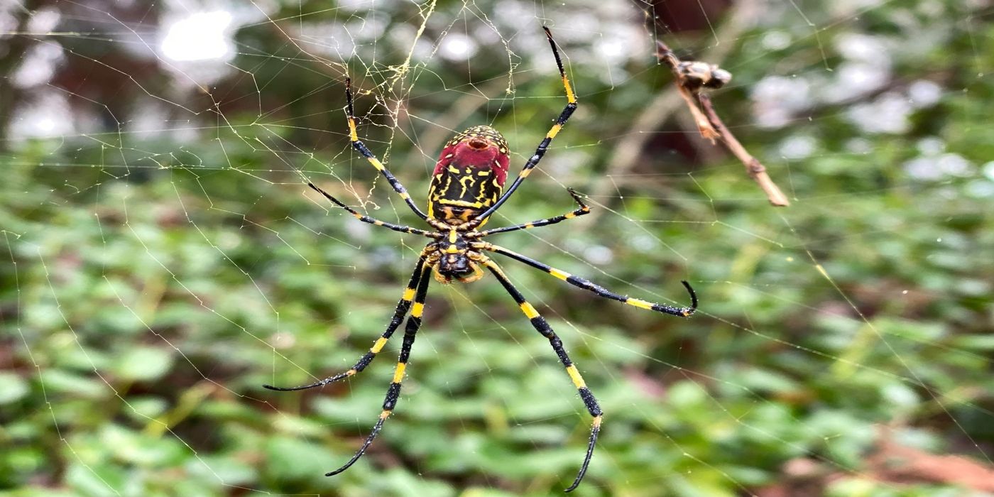 An image of joro spider 