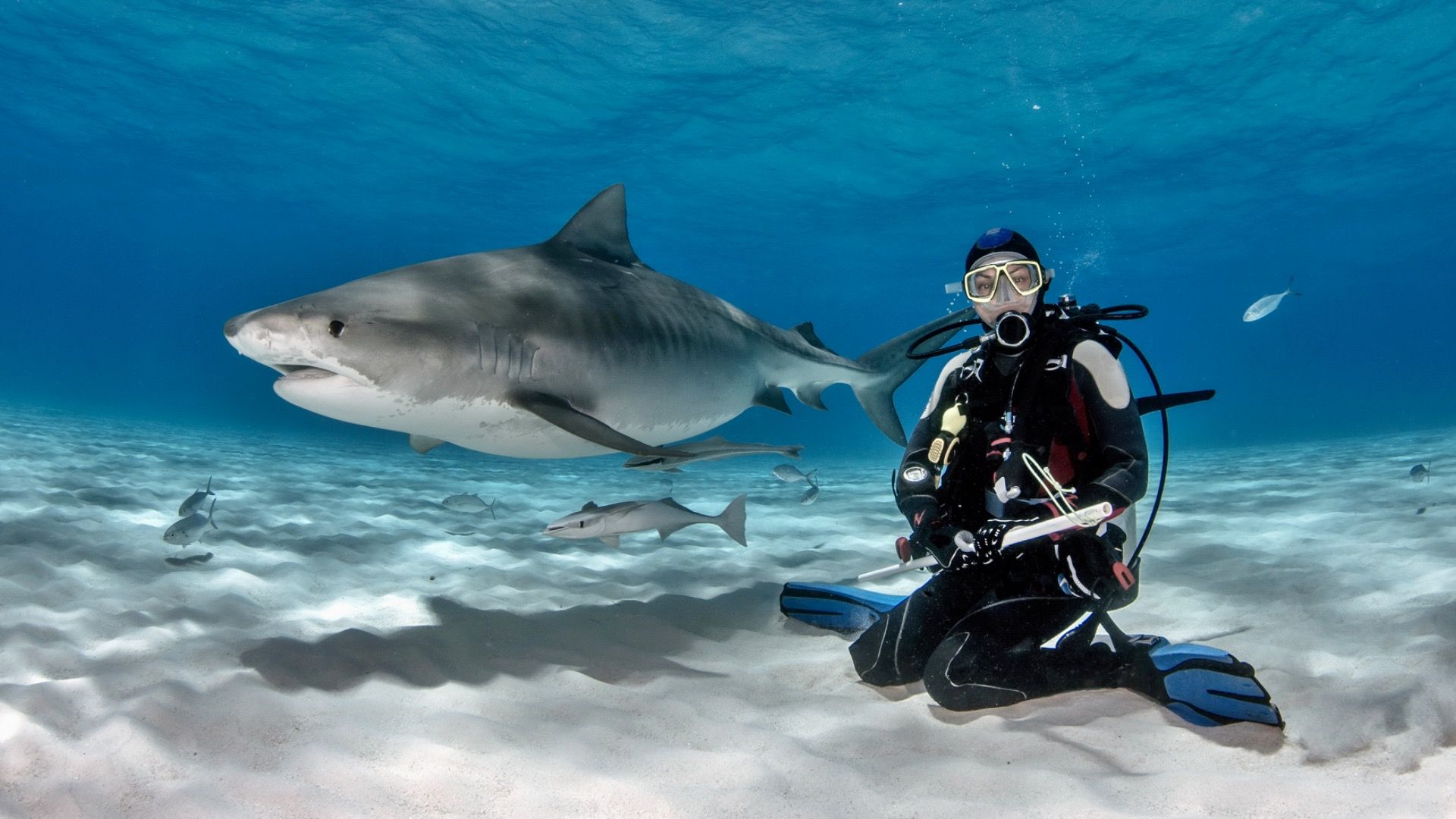 Tiger Shark interacting with Scuba Diver