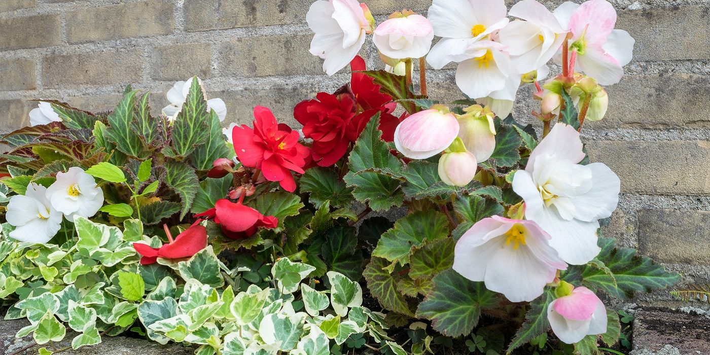 tuberous begonias growing in the shade