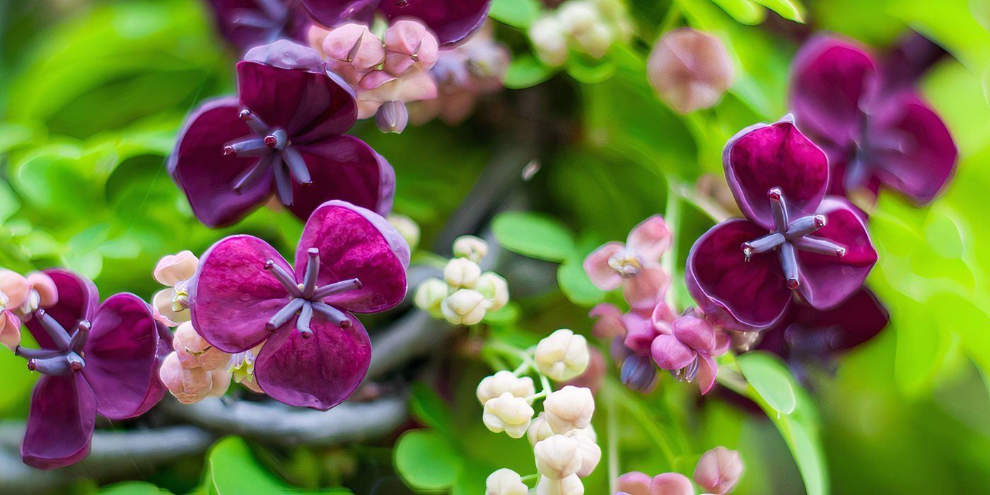 Chocolate vine with dark purple flowers